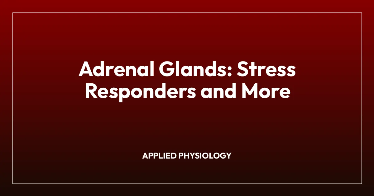 Adrenal Glands: Stress Responders and More
