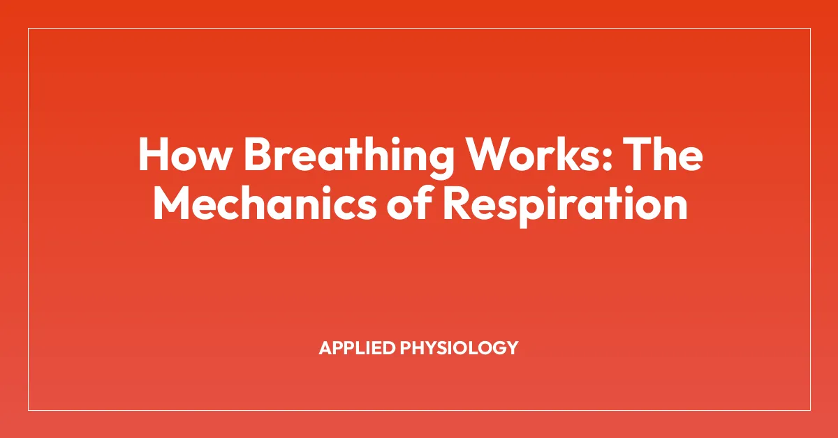 How Breathing Works: The Mechanics of Respiration