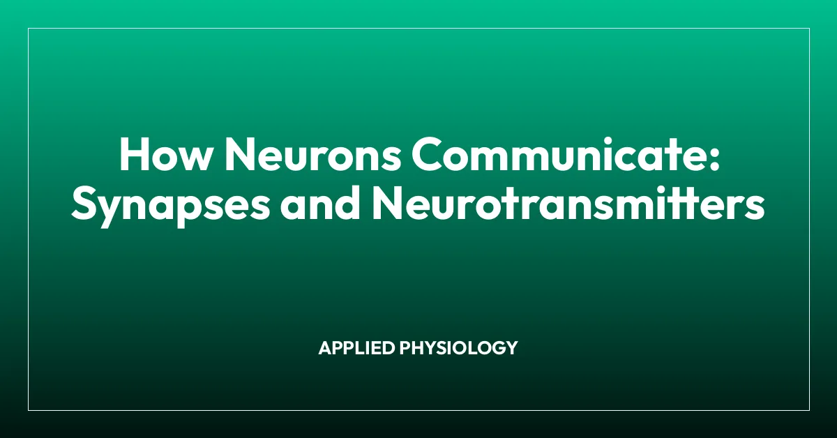 How Neurons Communicate: Synapses and Neurotransmitters