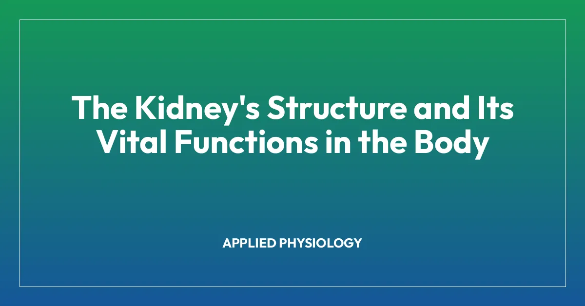 The Kidney’s Structure and Its Vital Functions in the Body