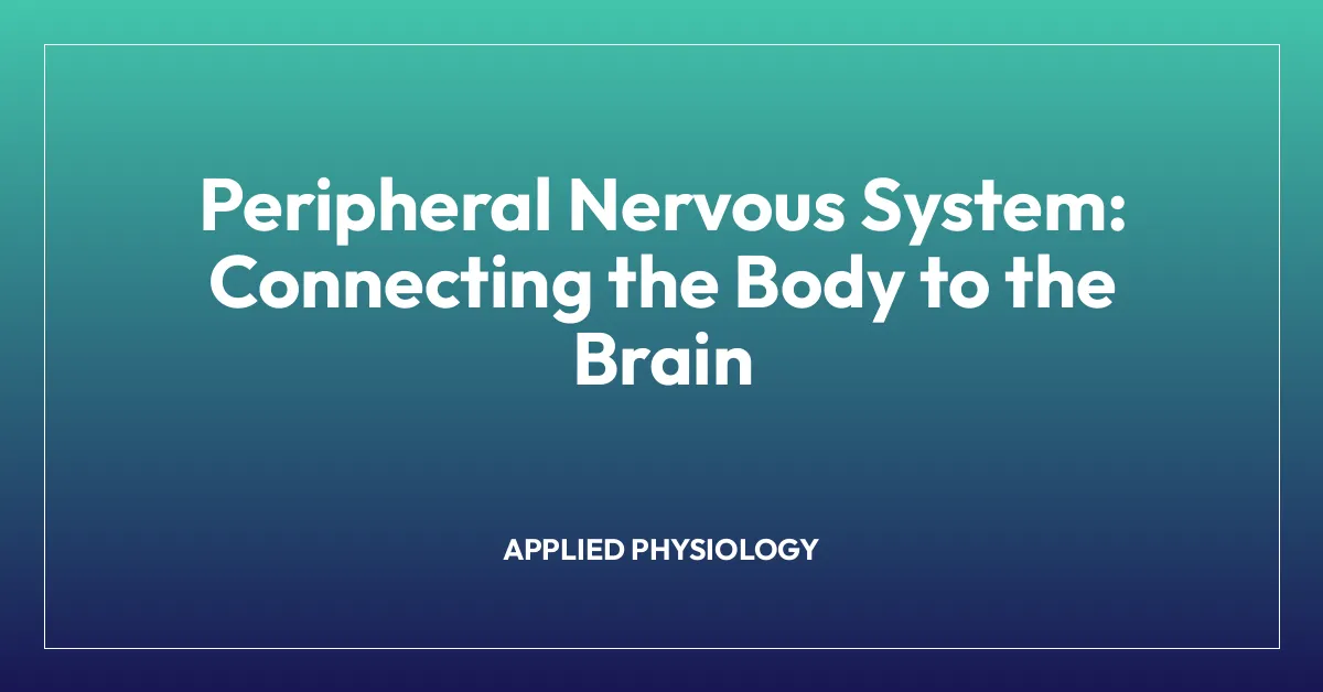 Peripheral Nervous System: Connecting the Body to the Brain