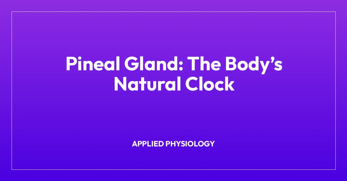 Pineal Gland: The Bodyโs Natural Clock